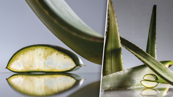 Header_AloeVera