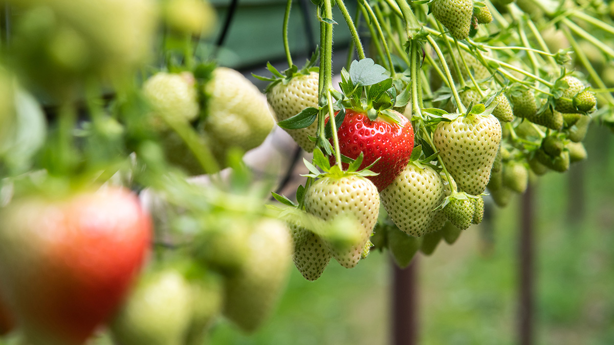 Header_Erdbeeren