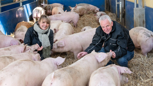 Vielanker-Strohschweine im Stall