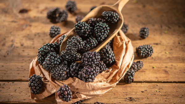 Header_Brombeeren