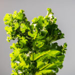 Endiviensalat