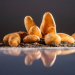 Frühkartoffel