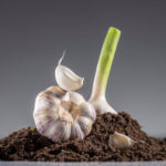 Knoblauch