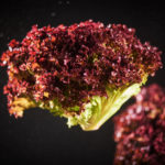 Lollo Rosso