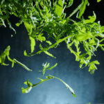 Rucola