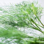 Dill