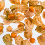 Physalis